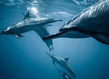 开云-总算进了！吉拉西远射破门，多特80分钟1-0领先德丙红白埃森